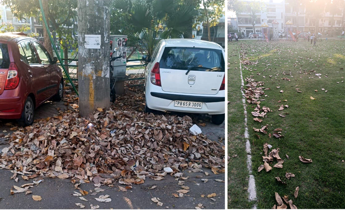 Heaps of dry leaves are lying in the Phase 2 park